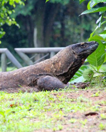 ラグナン動物園